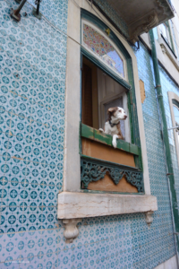 A quiet and stoic dog gazing out the window in its tiled home in Alfama. Alfama is listed as an essential stop in a travel guide to Lisbon. 