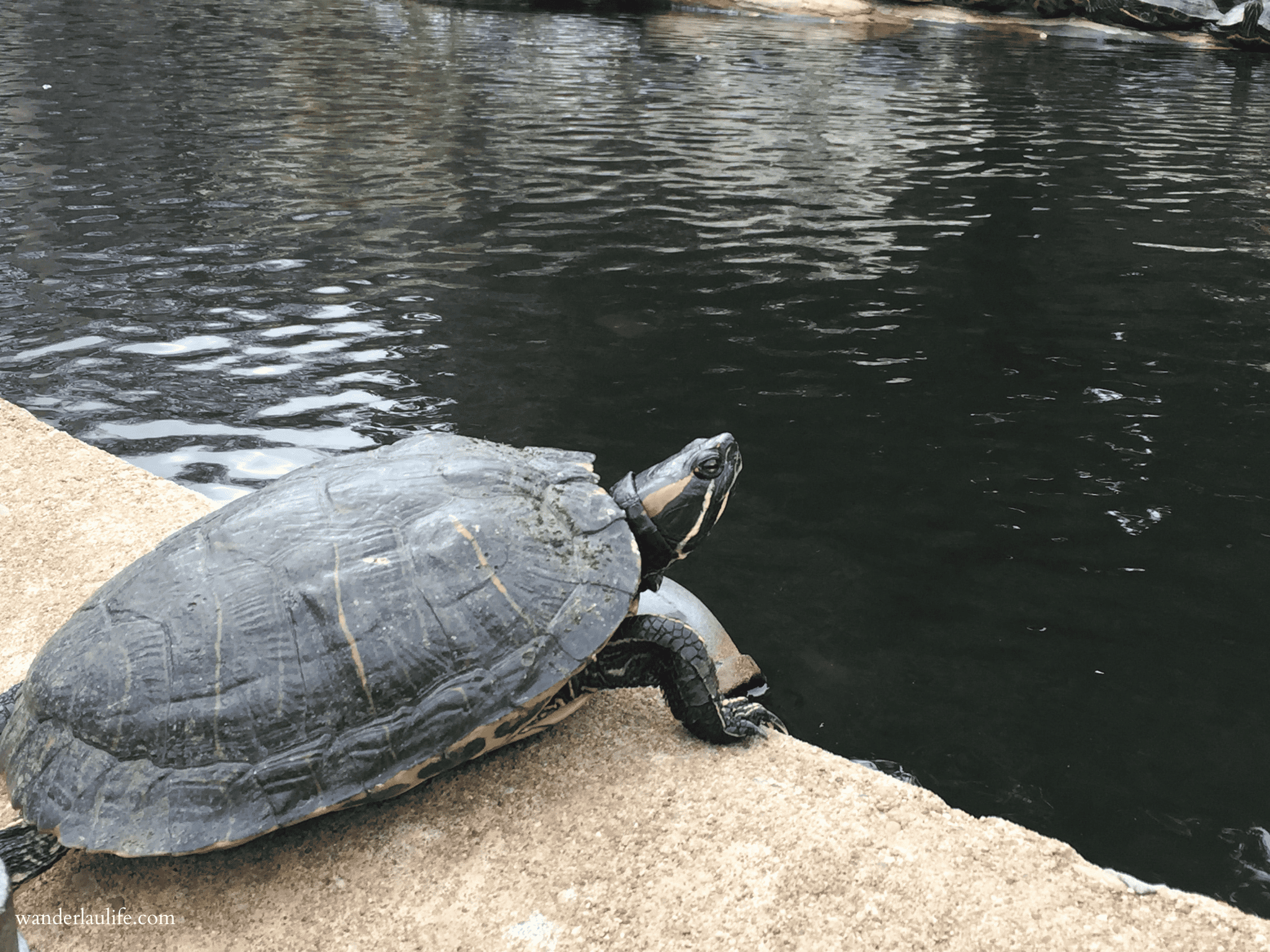 My weekend in Austin including befriend this big turtle on Turtle Pond at the University of Texas at Austin.
