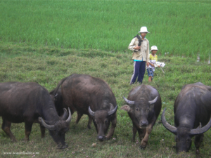 Traveler in Vietnam: Four water buffalos grazing on a field in rural Vietnam with an adult male and a young boy watching them from behind.