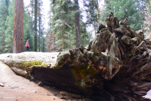 Standing on the auto log with a view of the giant roots of the fallen sequoia tree.