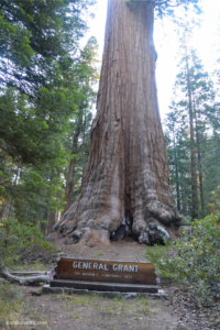 The General Grant sequoia tree with a sign with its name and “The Nation’s Christmas Tree” at Sequoia & Kings Canyon. 