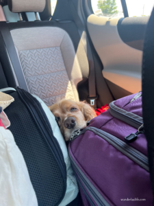 My exhausted dog resting his sleepy head on top of my suitcase in the back seat of our car.