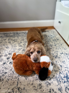 My jet lagged dog resting his sleepy head on his favorite dog-shaped toy.