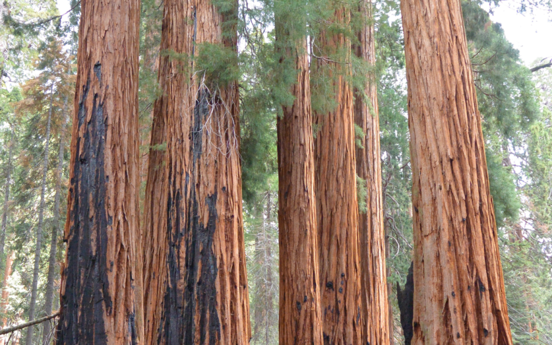 The cluster of giant sequoia trees known as “The Senate”