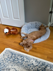 My dog and his comfort toy- both laying belly up side by side.