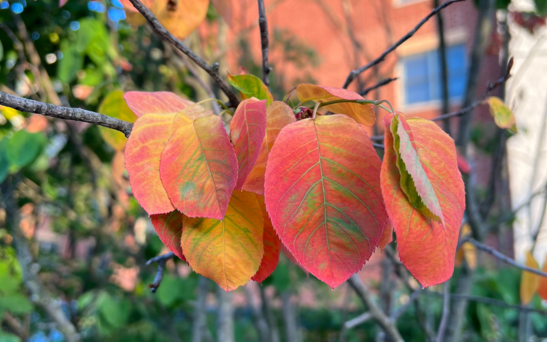 Bright-colored changing fall leaves- a picture that soothes me when I’m feeling stressed or anxious.