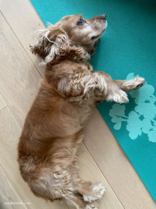 My dog lounging on my yoga mat.